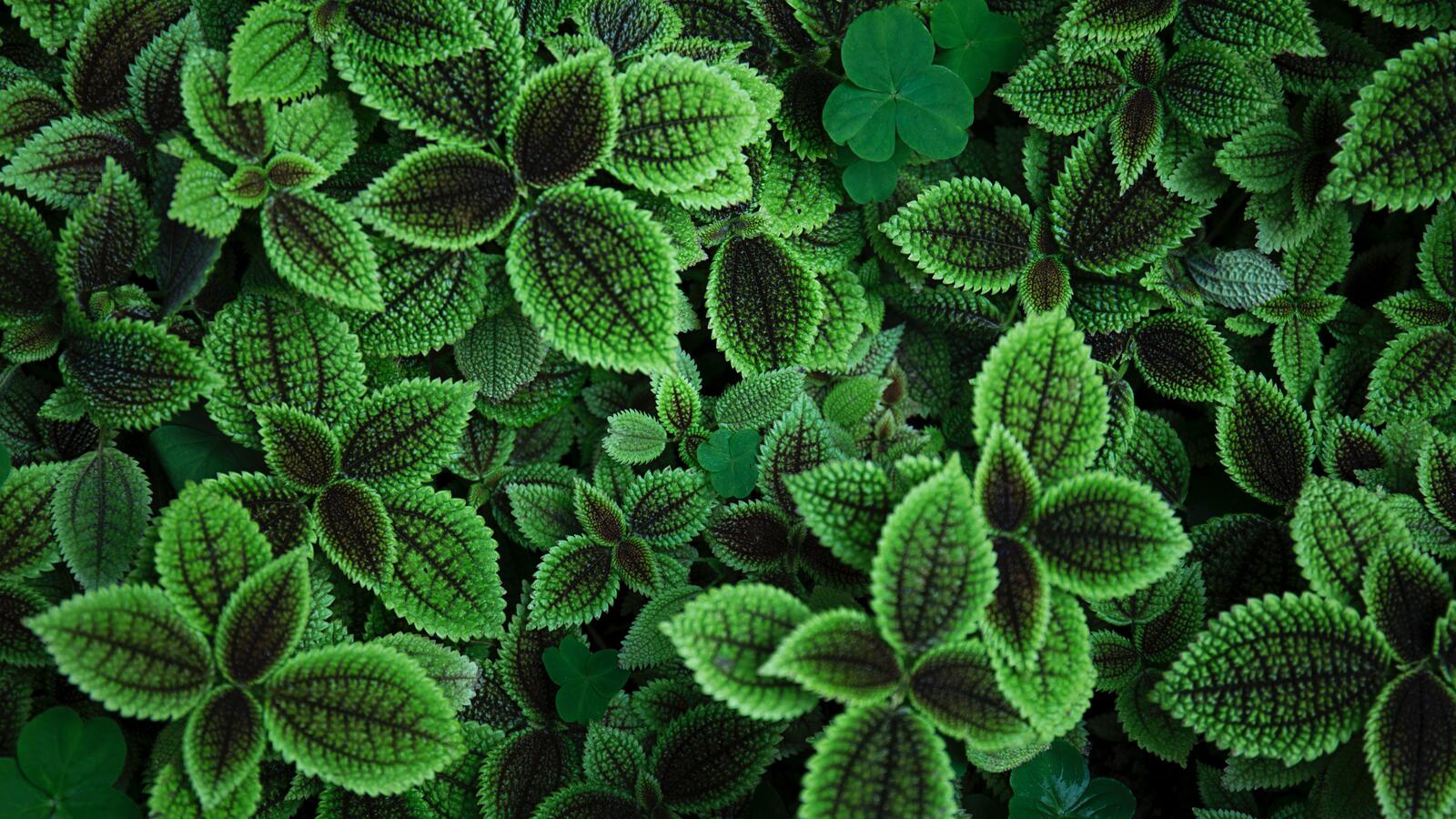 Бесплатное фото Симпатичные зеленые листики