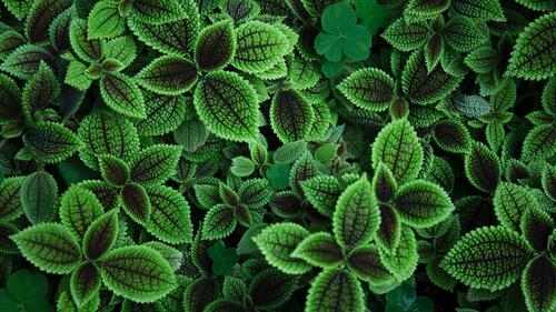 Симпатичные зеленые листики