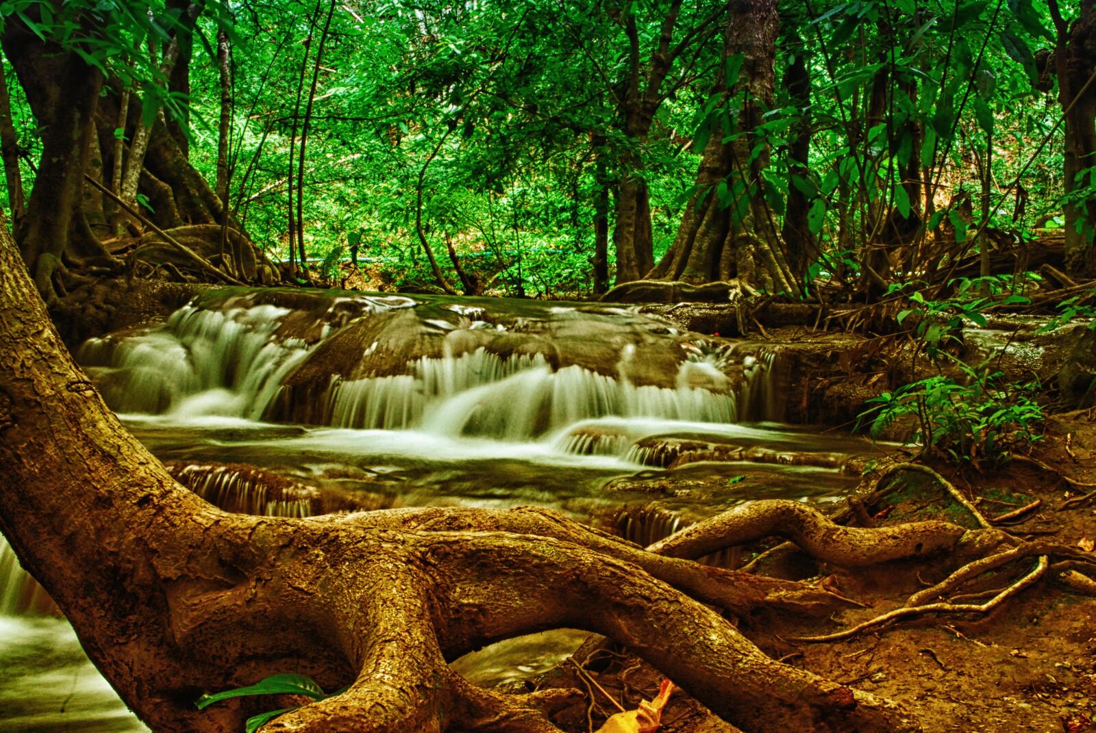 Бесплатное фото Водопад в летнем старом лесу