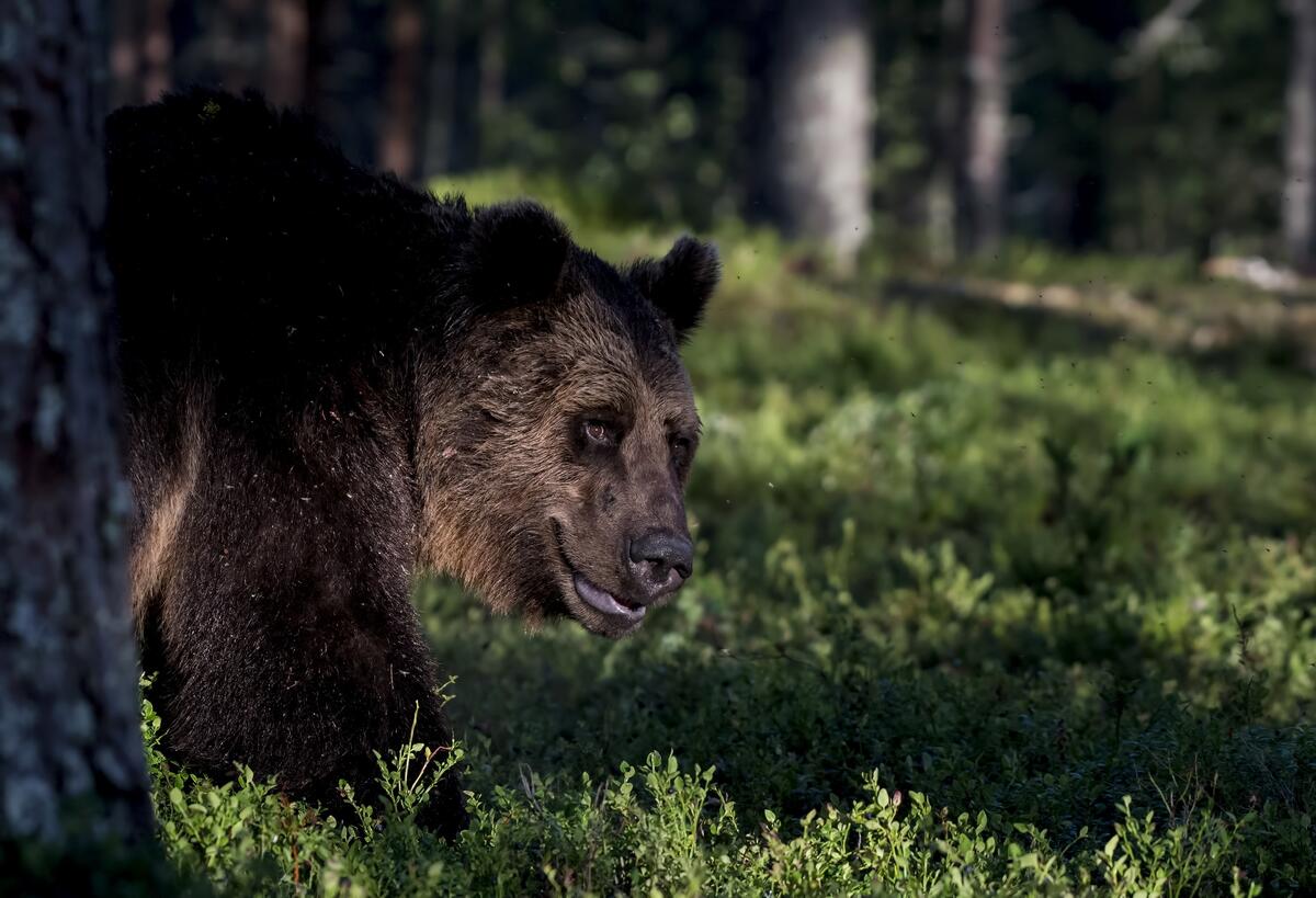 A brown bear in the thick of the woods