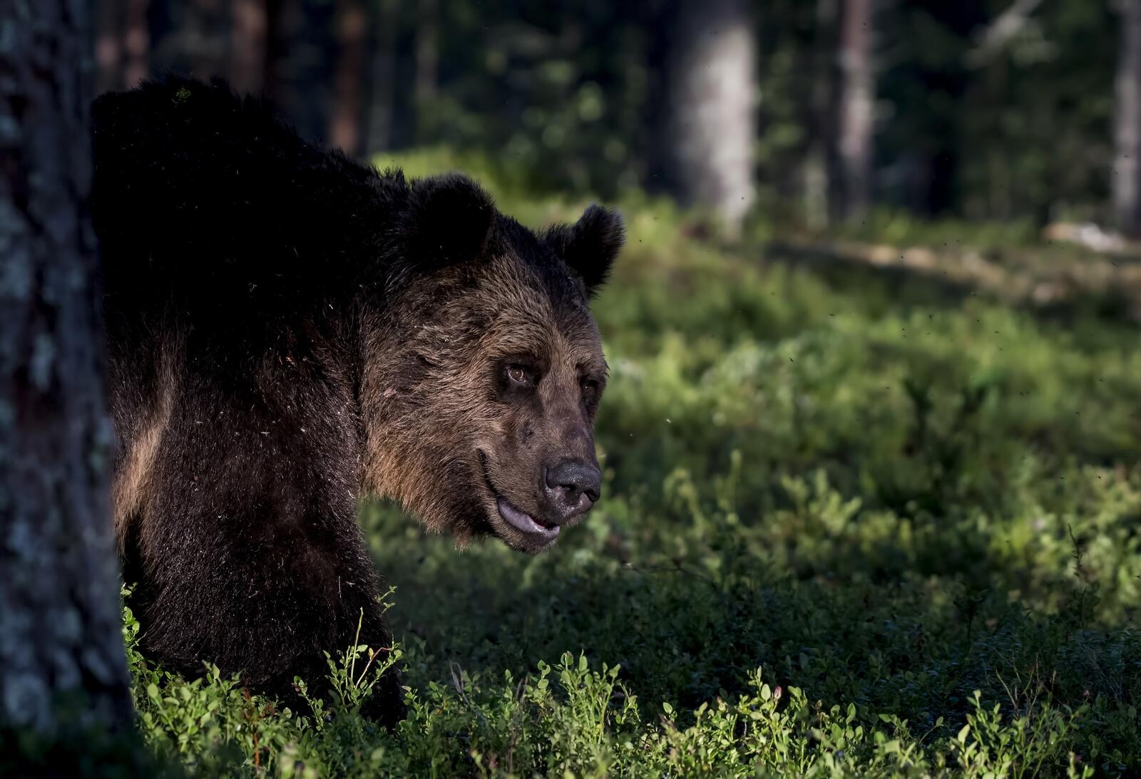 免费照片森林灌木丛中的一只棕熊