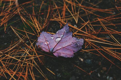 A fallen red maple leaf with drops of water