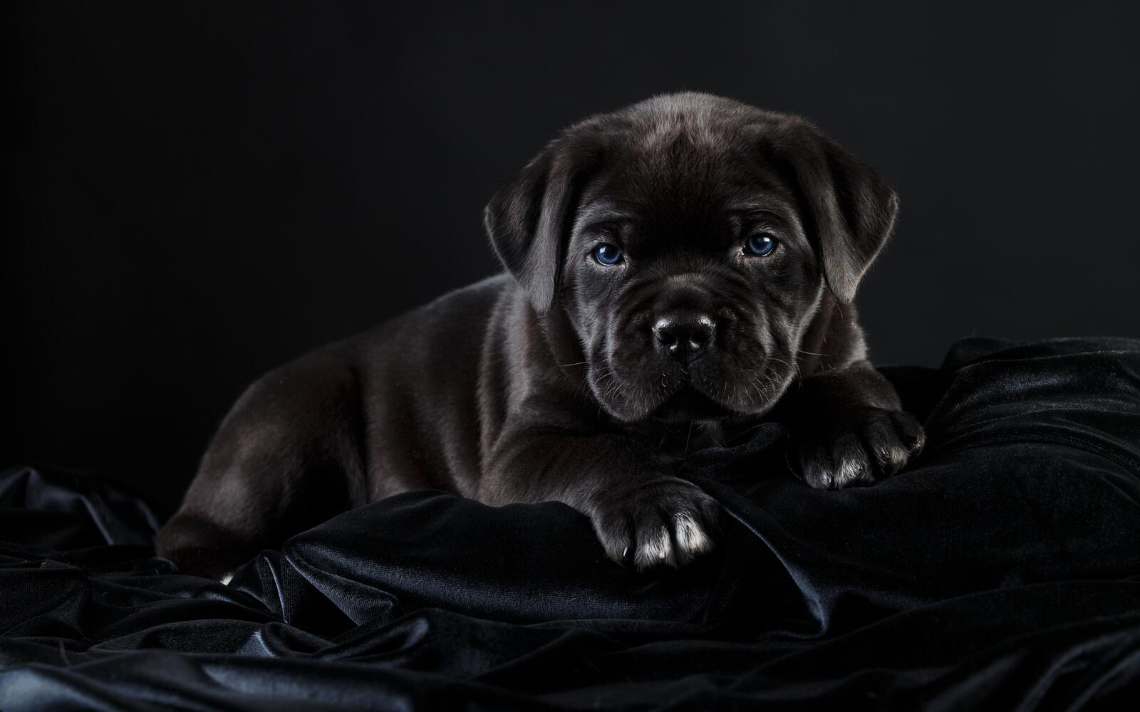 Бесплатное фото Черный щенок Кане-корсо