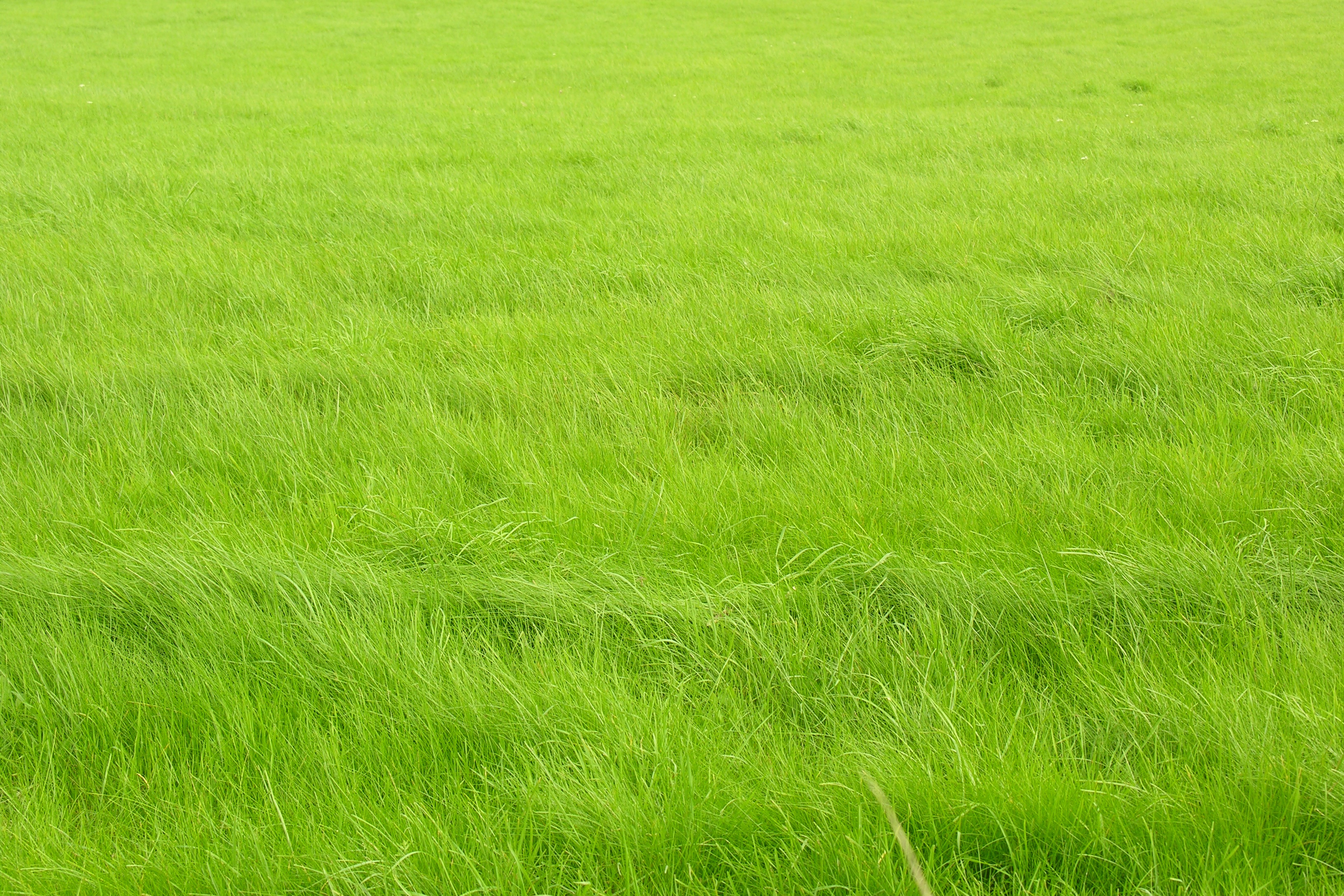 An unusually beautiful green lawn