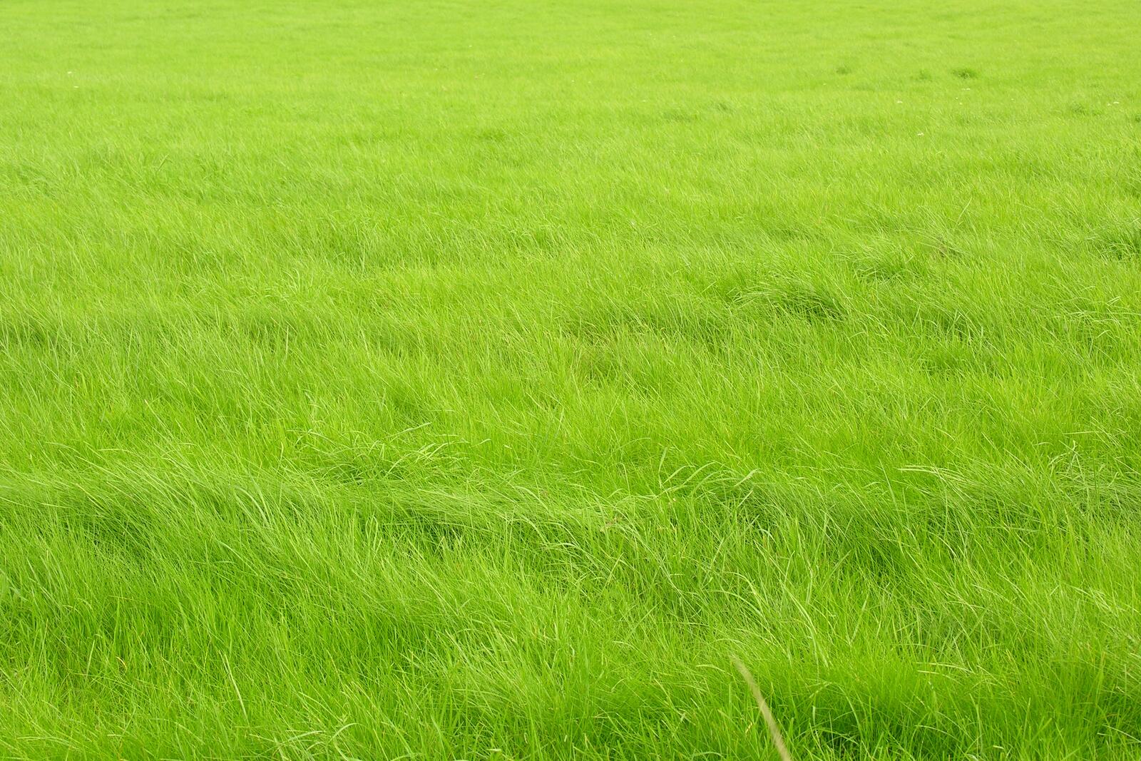 Free photo An unusually beautiful green lawn