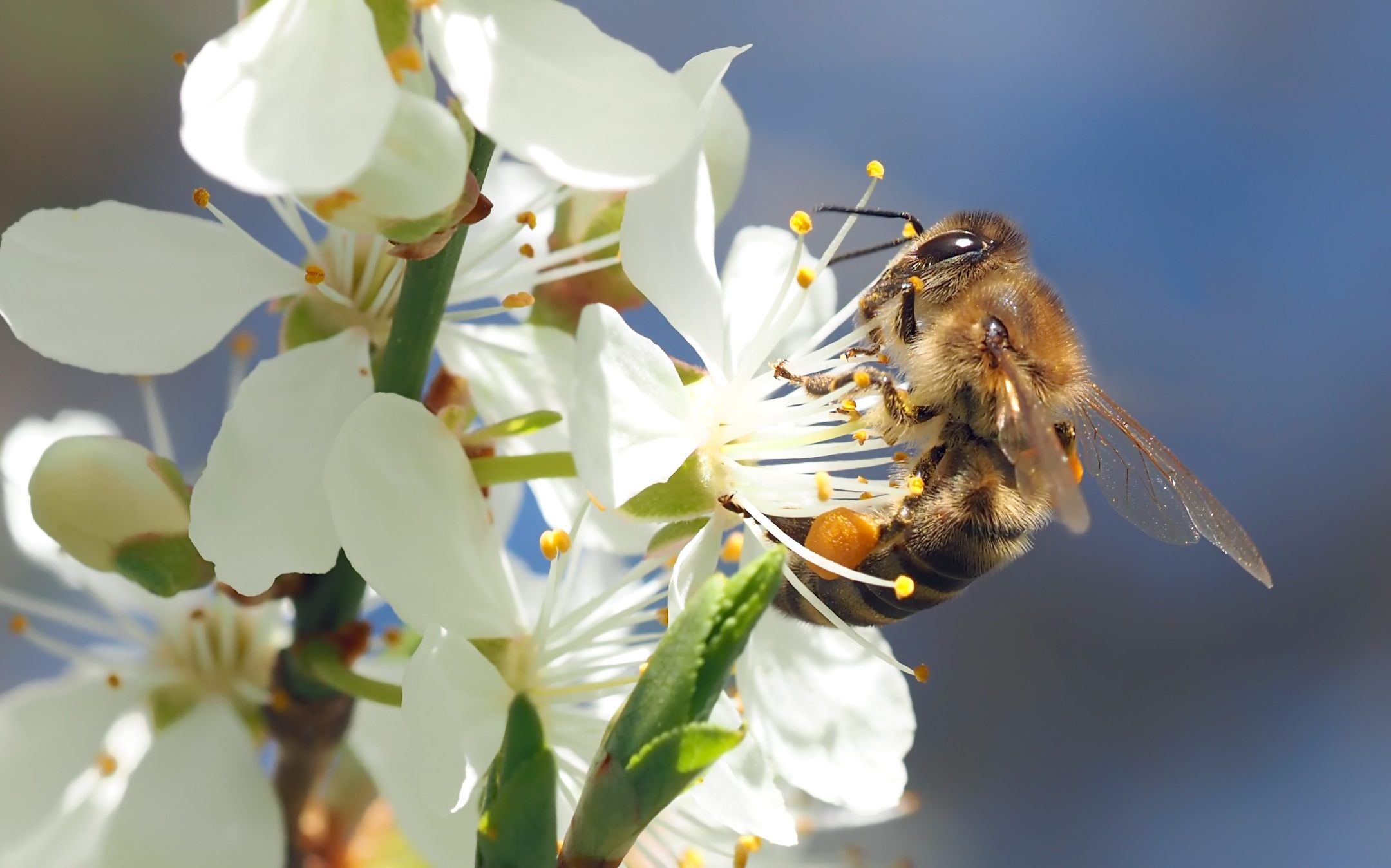 一只蜜蜂在一朵白花上采集花粉