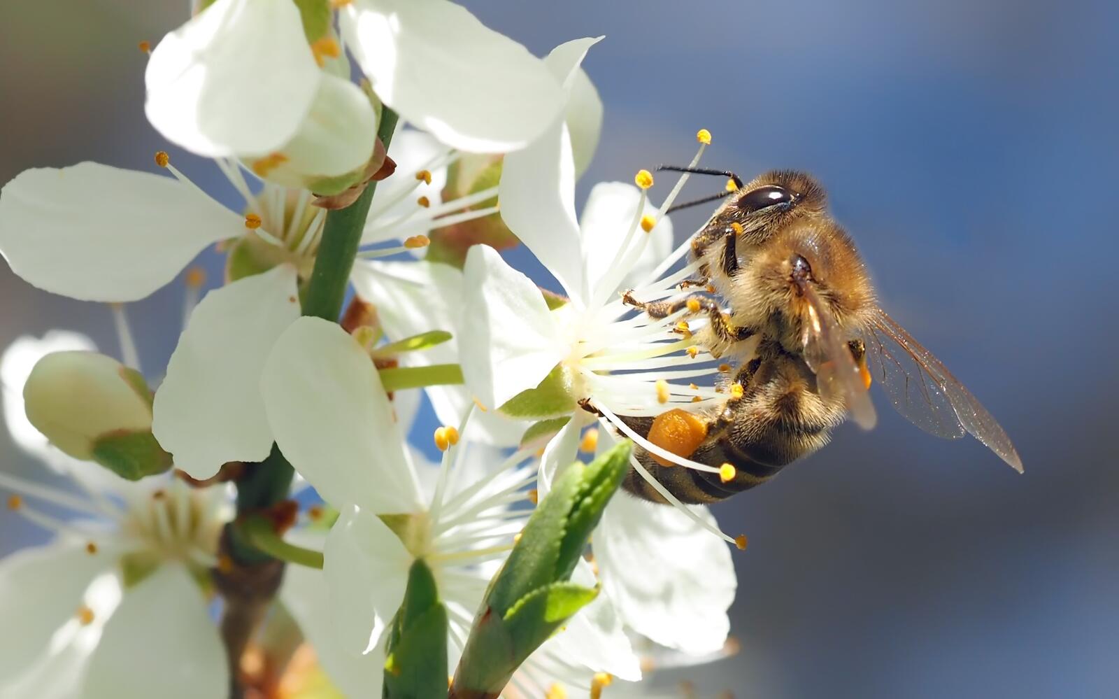 免费照片一只蜜蜂在一朵白花上采集花粉