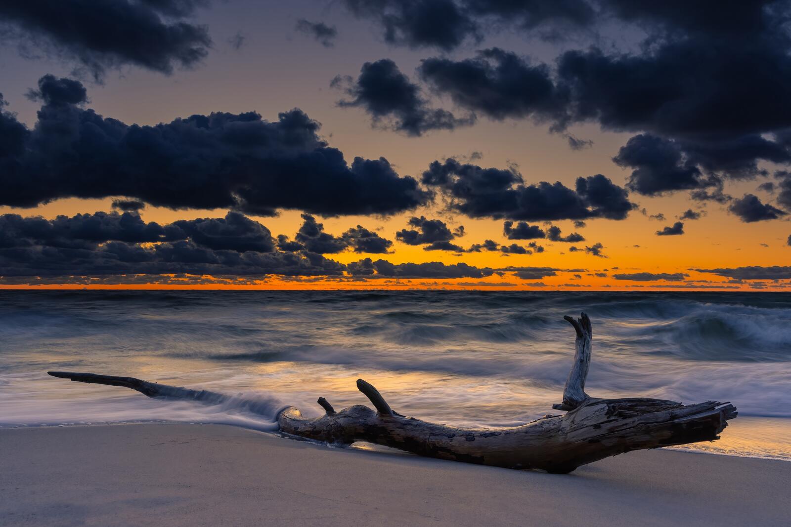 Бесплатное фото Старая коряга на берегу моря