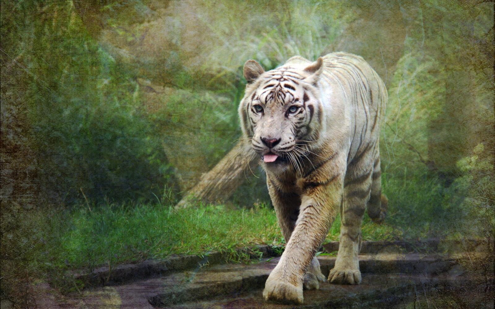 Wallpapers wallpaper white tiger majestic walking on the desktop
