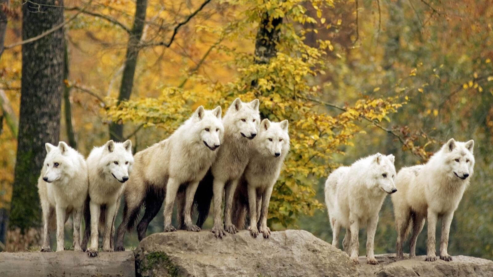 Wallpapers white wolves majestic forest on the desktop