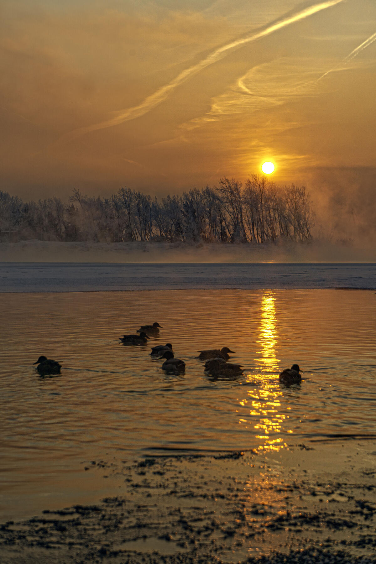 Ducks swimming on the Yenisei River on a frosty day