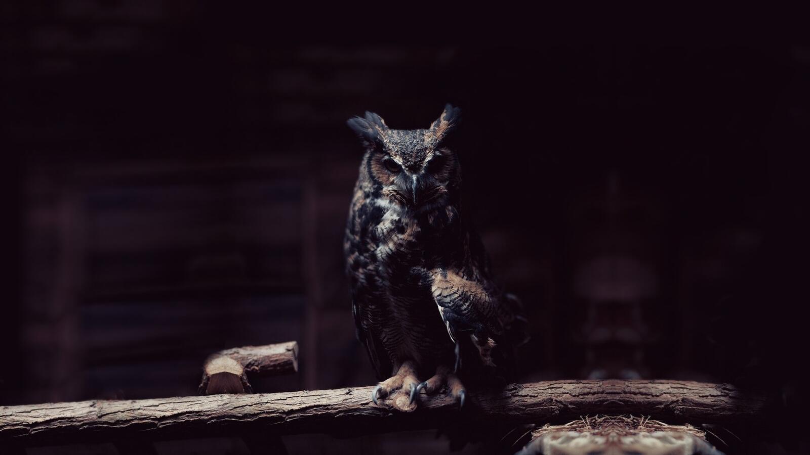Free photo An owl in the dark
