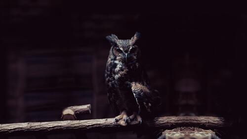 An owl in the dark