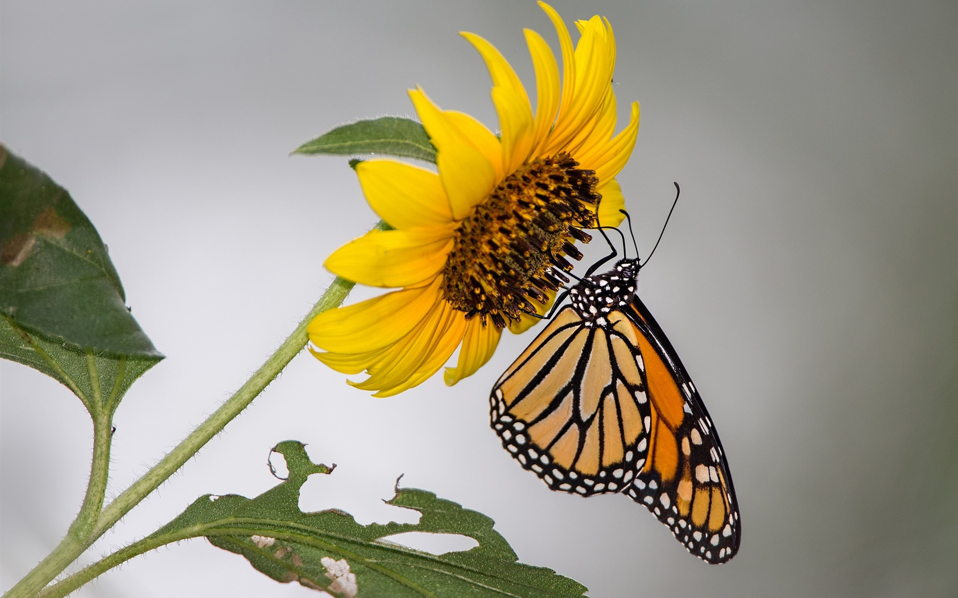 Free photo Orange butterfly sits on a sunflower