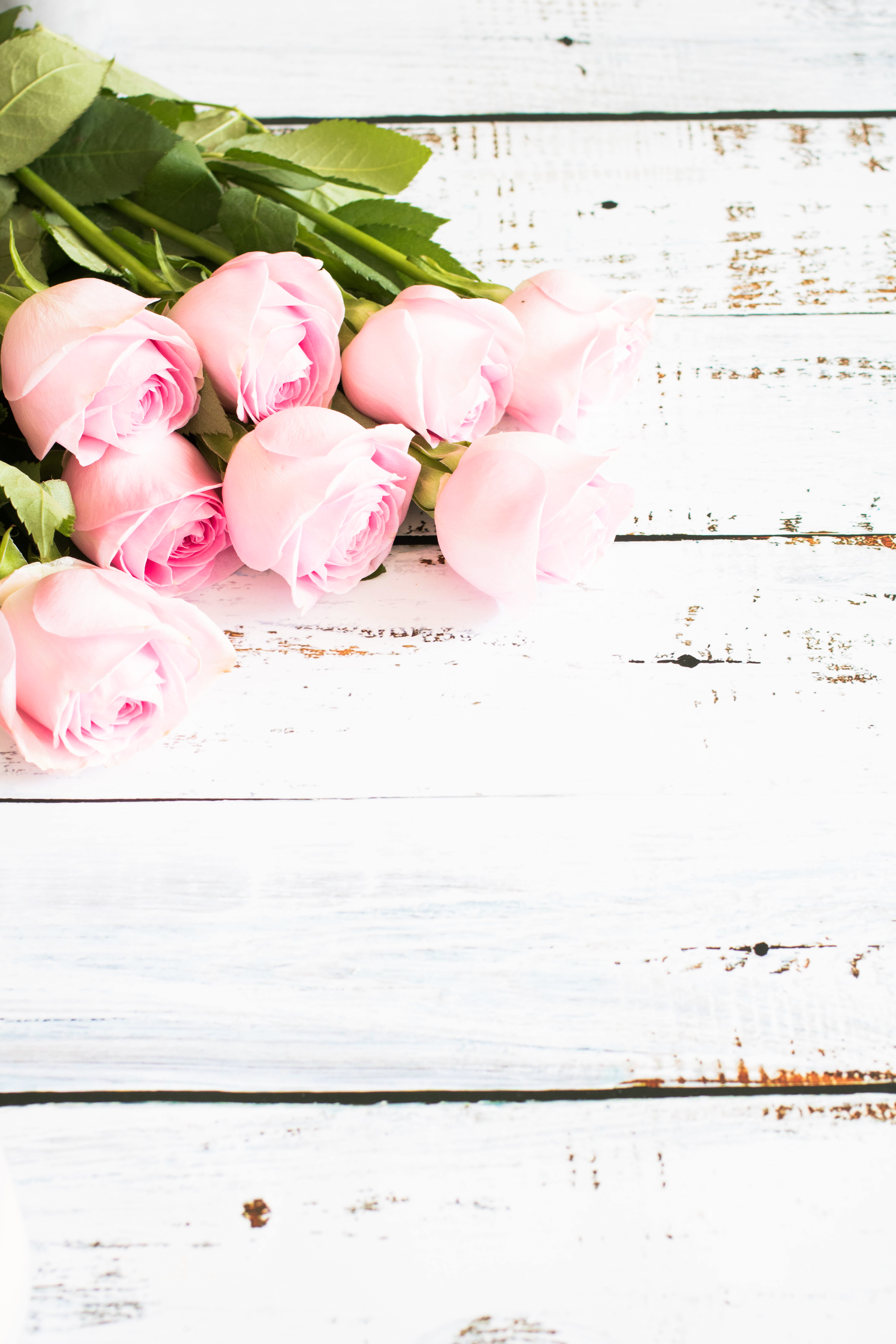 Бесплатное фото Нежно-розовые розы