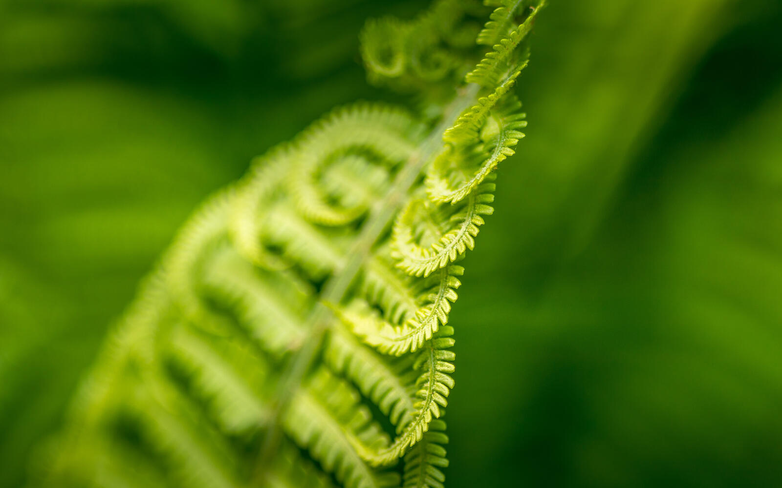 Free photo Close-up of a green fern leaf