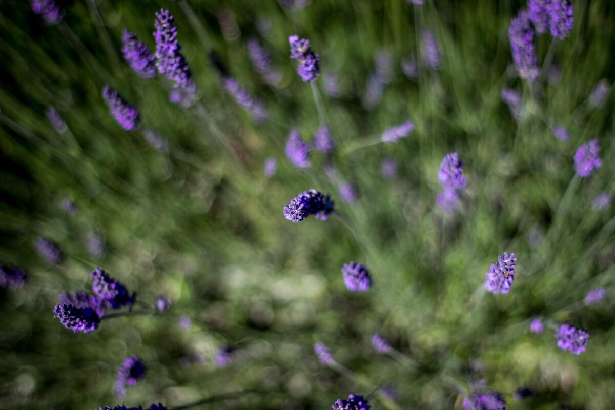 English lavender close-up