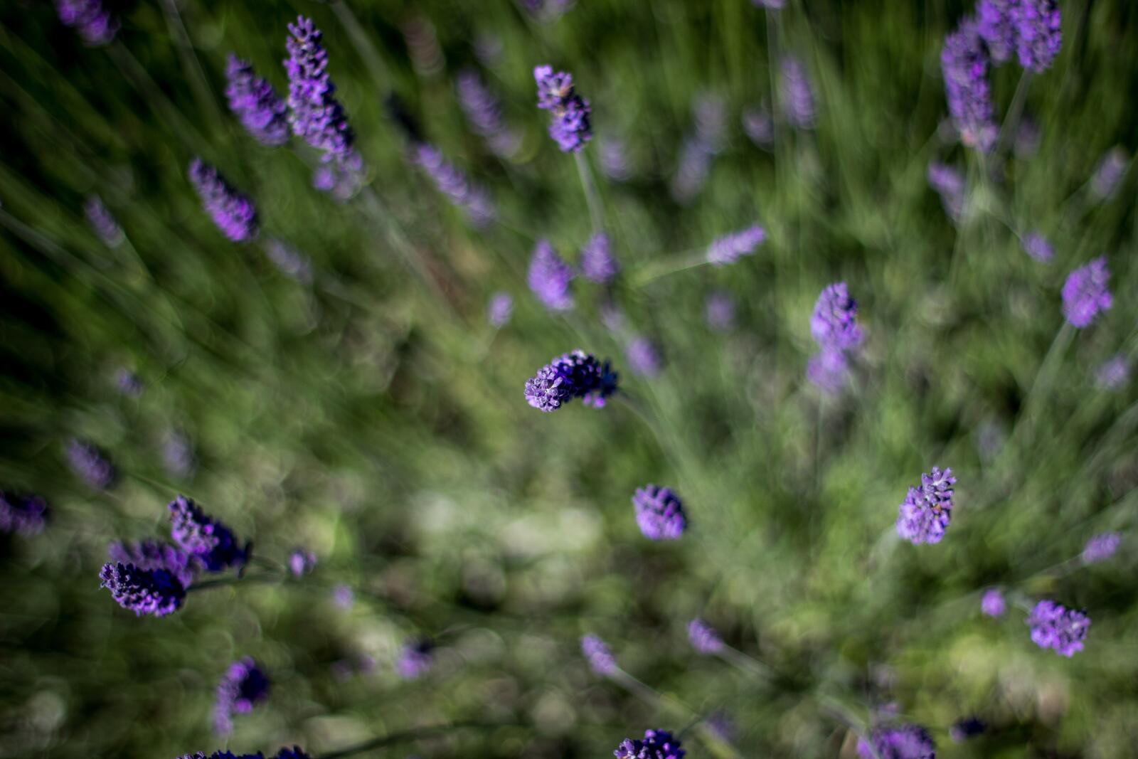Free photo English lavender close-up