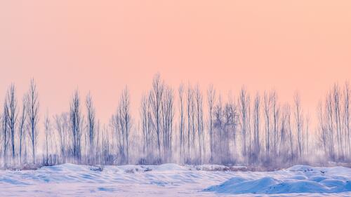 Winter fallen trees on a frosty day