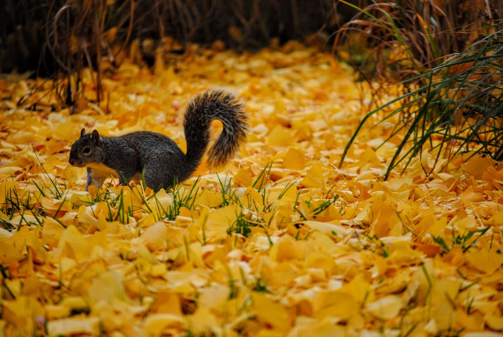 Free photo A squirrel sneaks across the yellow leaves