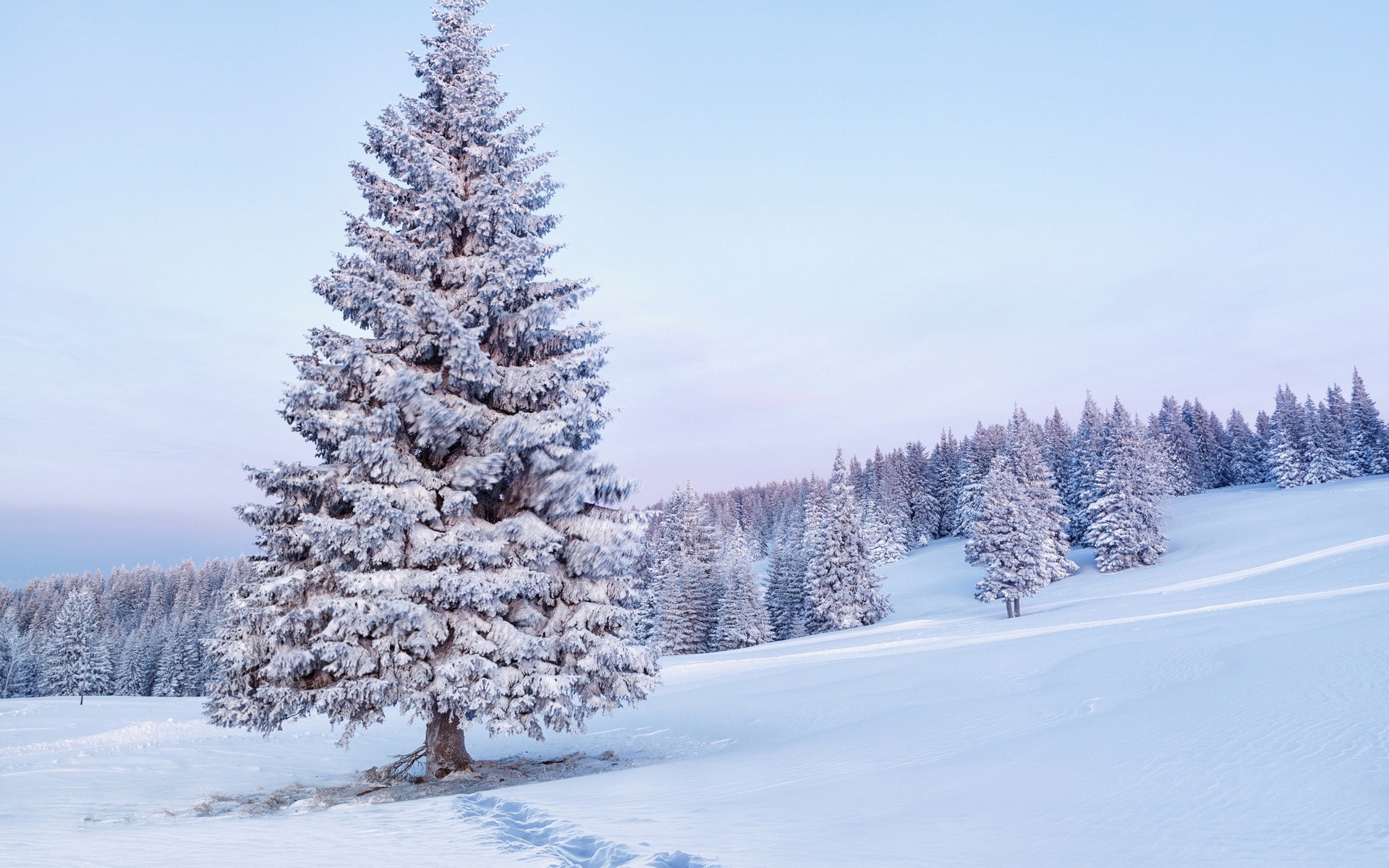 免费照片白雪包裹圣诞树的壁纸