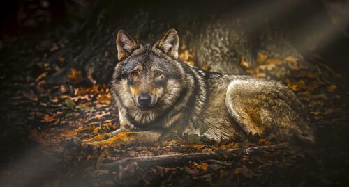 Дружелюбный волк лежит на опавших листьях