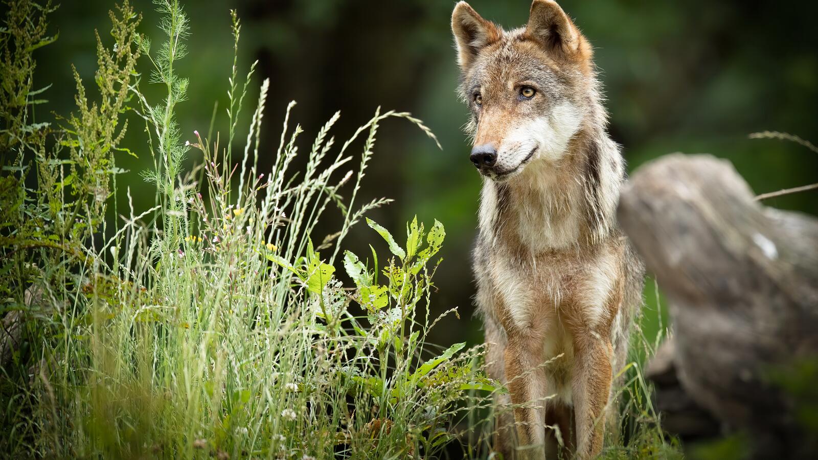Бесплатное фото Волк спрятался в кустах