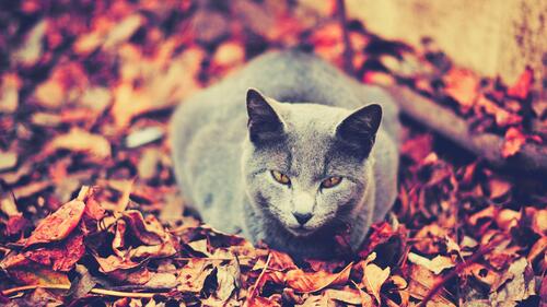 Серая кошка сидит на опавших листьях