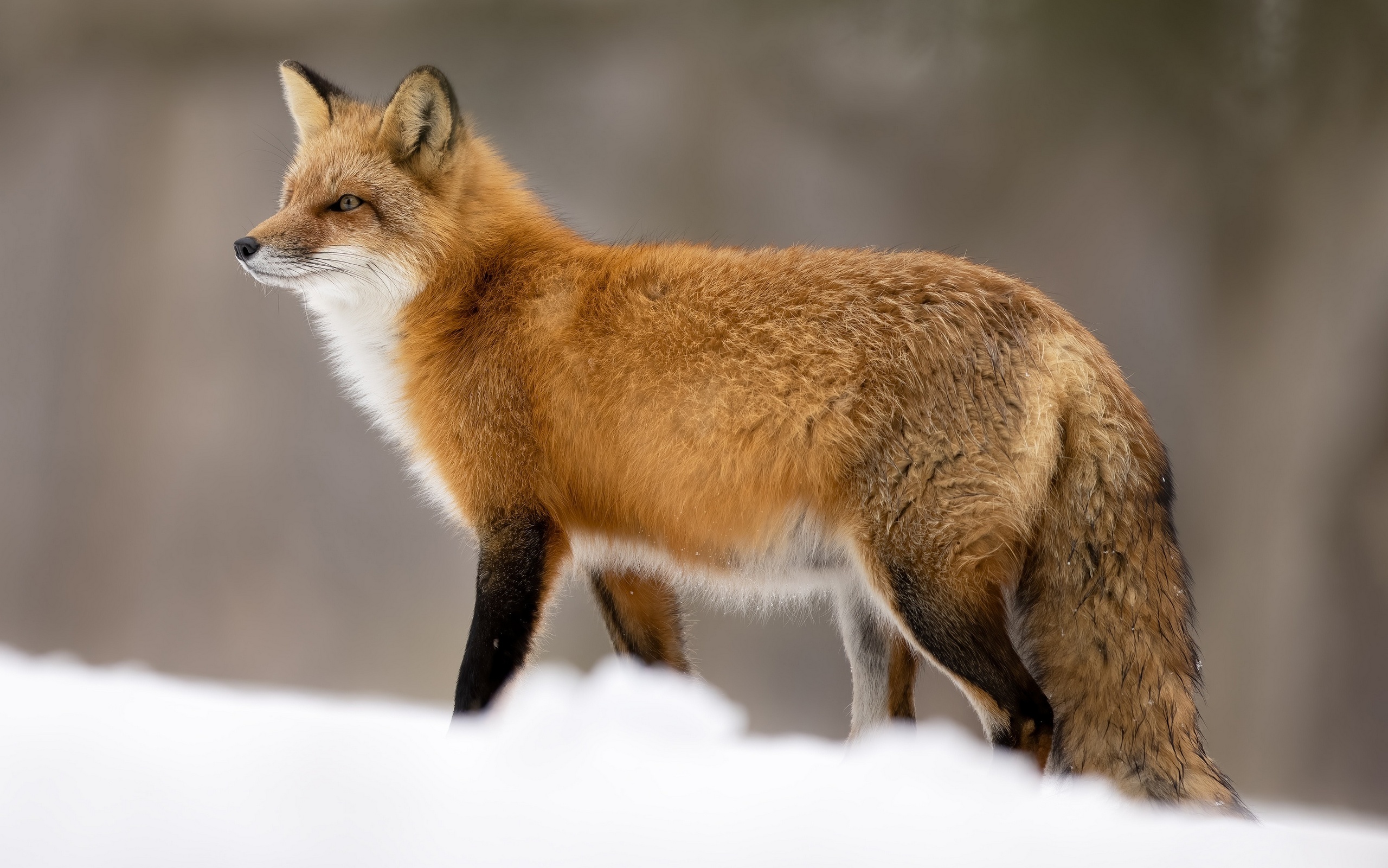 A fox on his rounds in winter