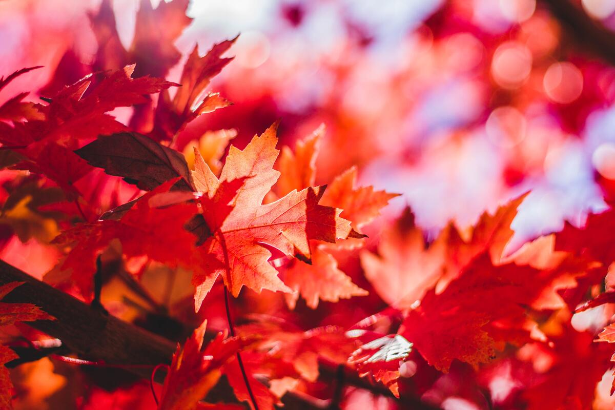 Красные кленовые листья на ветке