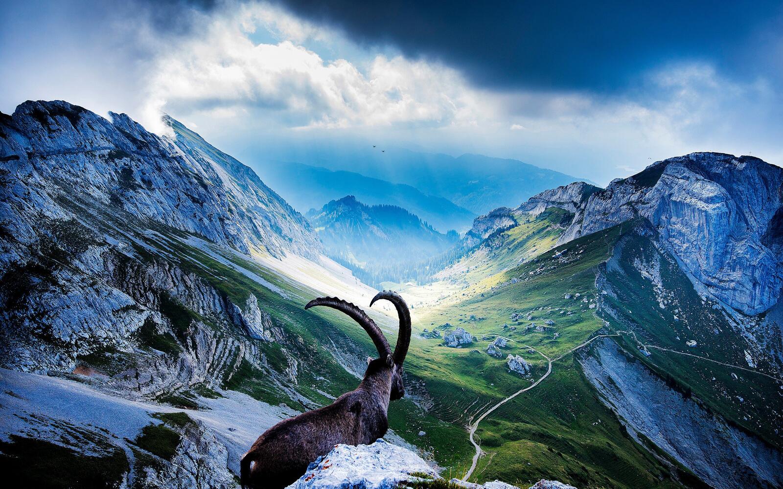 Wallpapers mountains mountain goat nature on the desktop