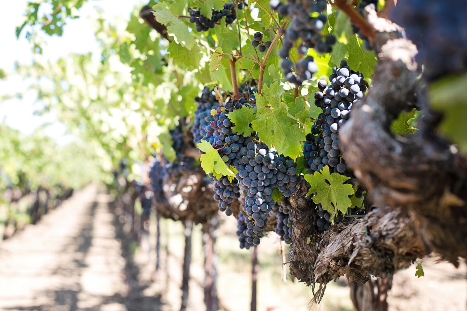 Бесплатное фото Большие грозди винограда
