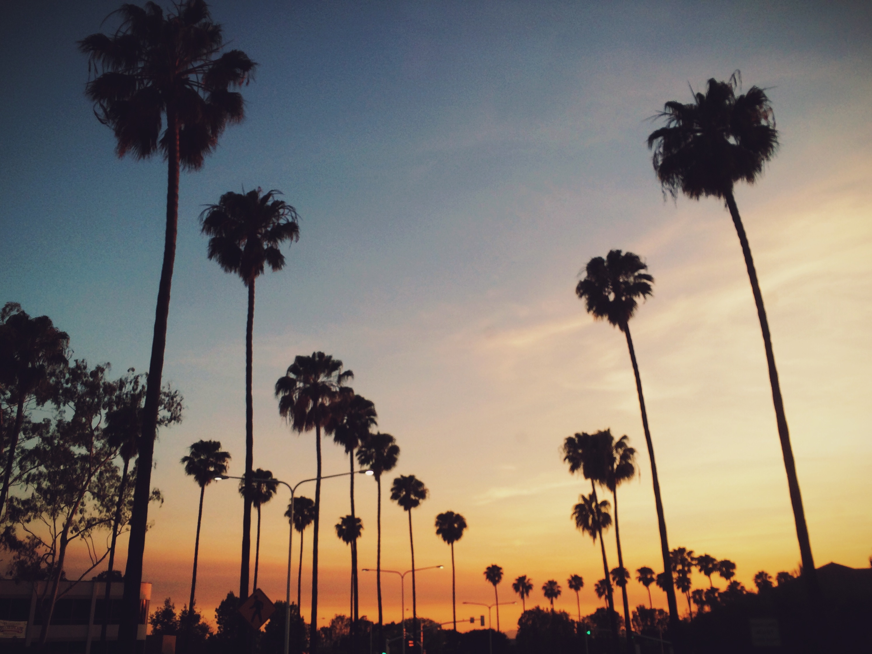 夕阳下的高大棕榈树剪影