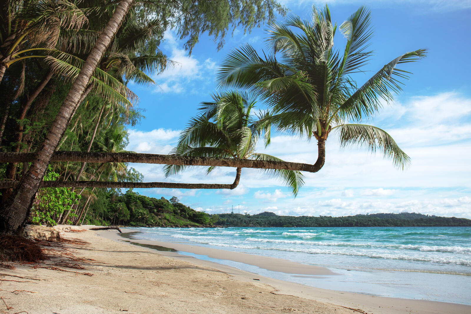 Бесплатное фото Пальмы растущие горизонтально на берегу тропического острова