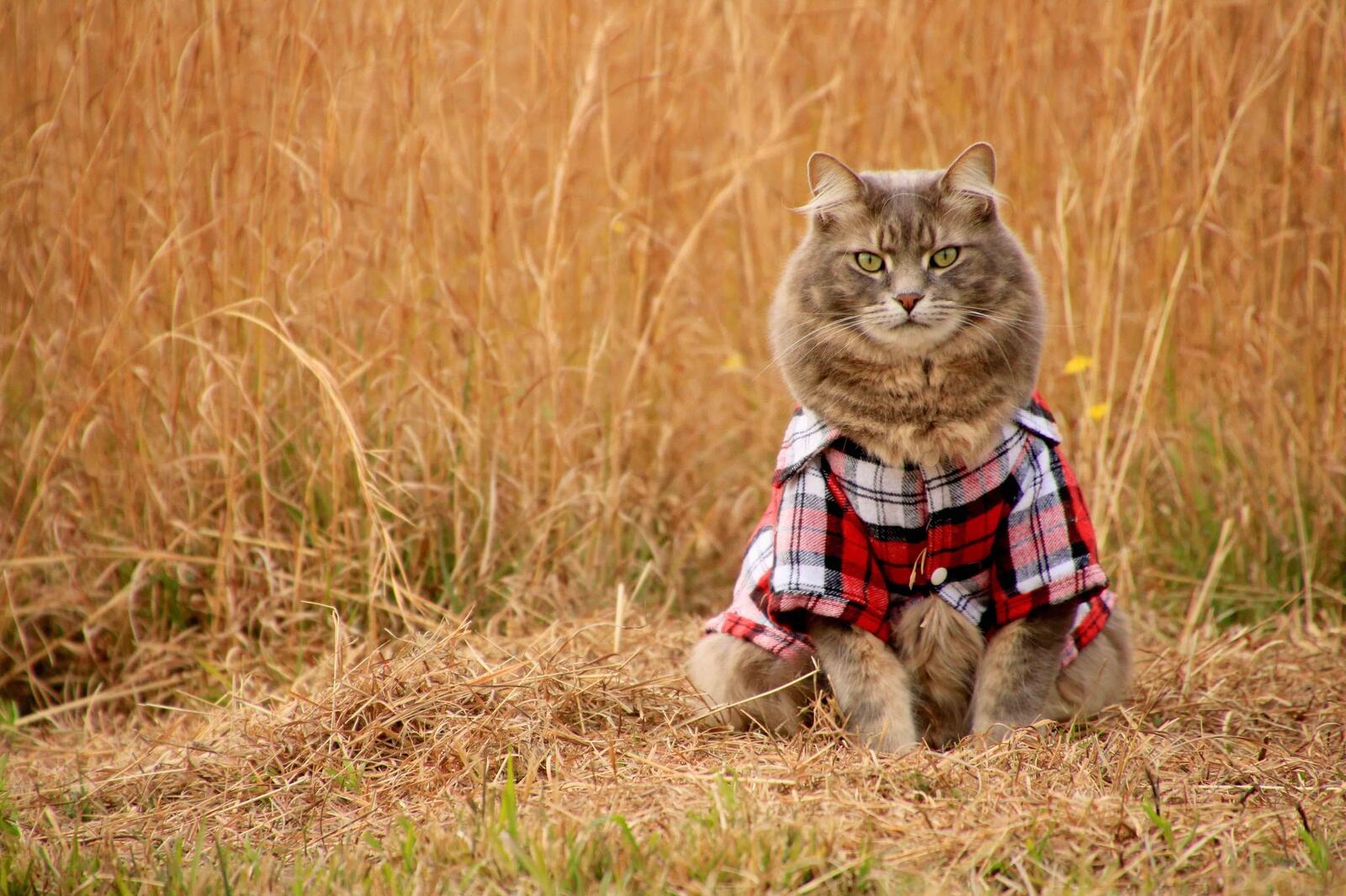 Free photo Country cat in a shirt