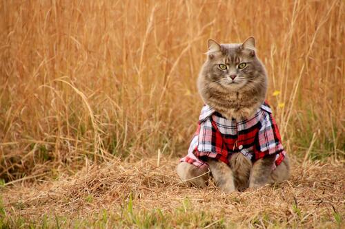 Country cat in a shirt