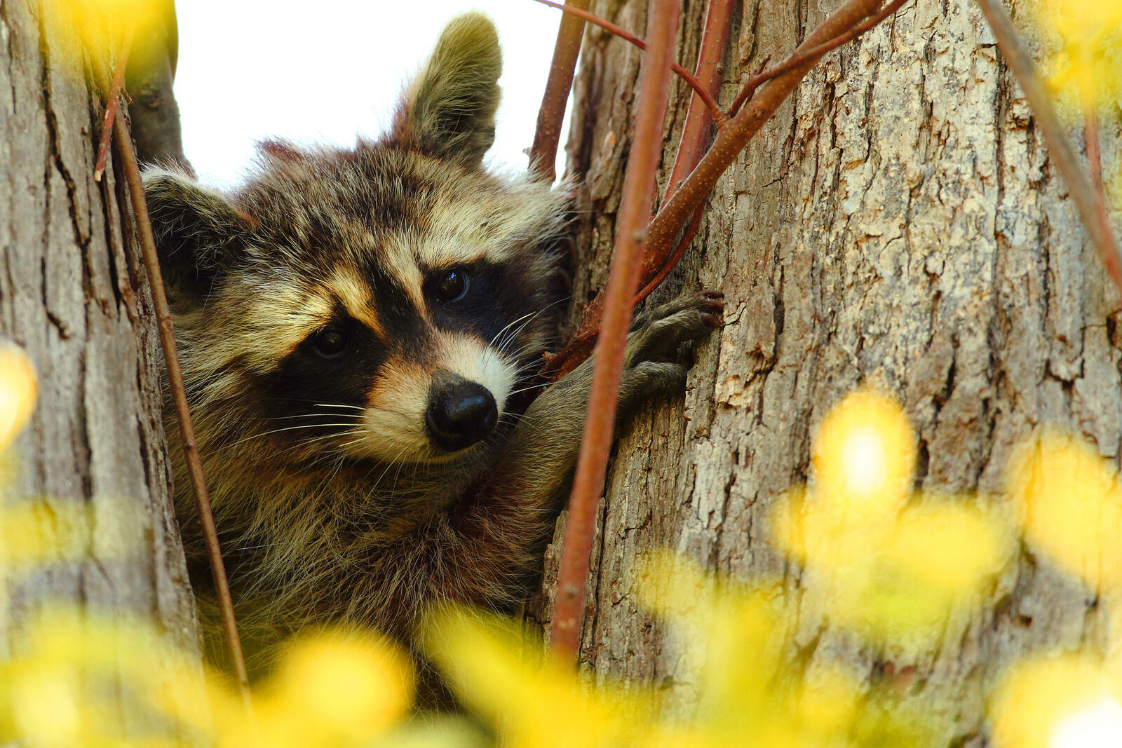 Free photo A raccoon peeks out from behind a tree