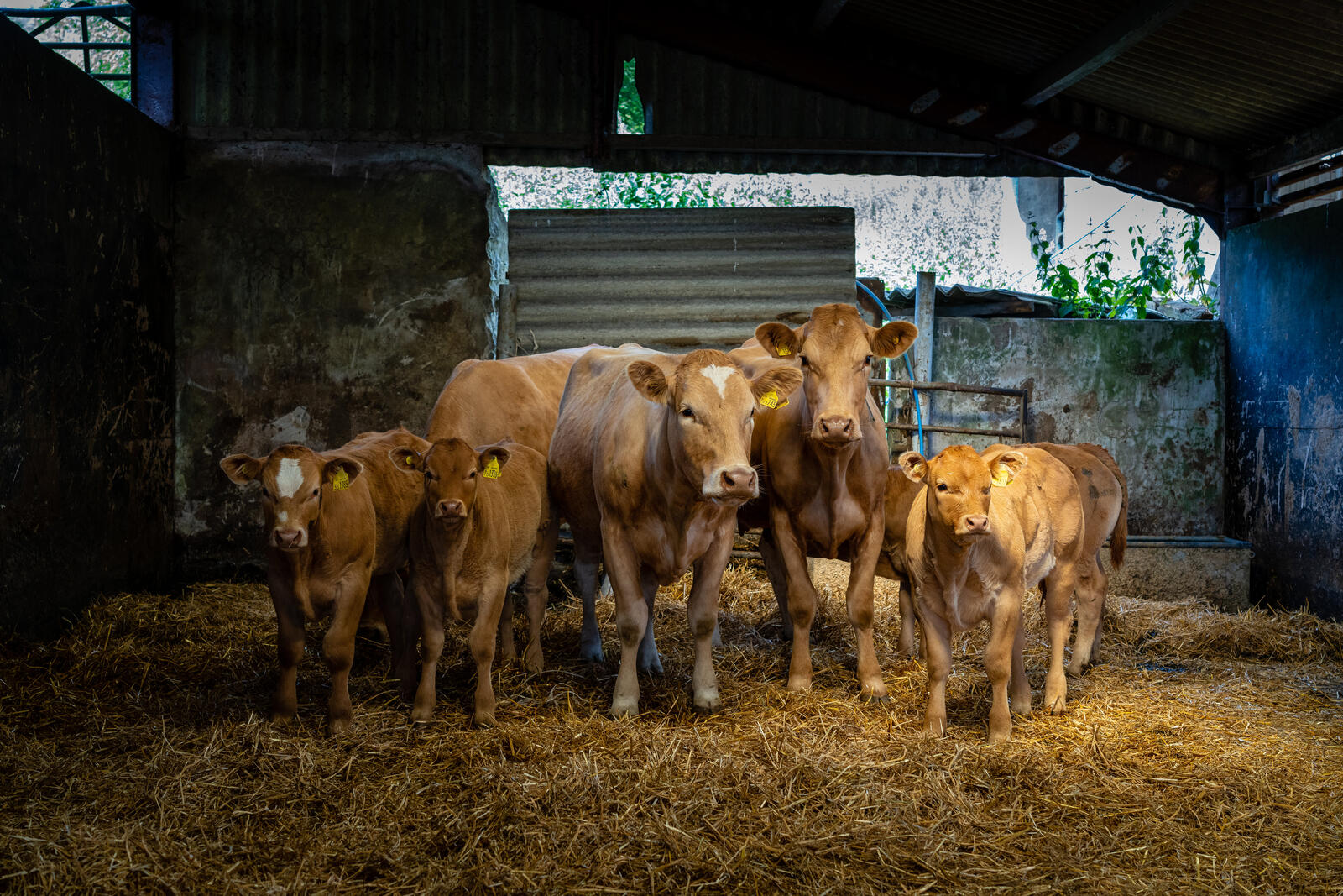 Бесплатное фото Коровы в сарае на ферме