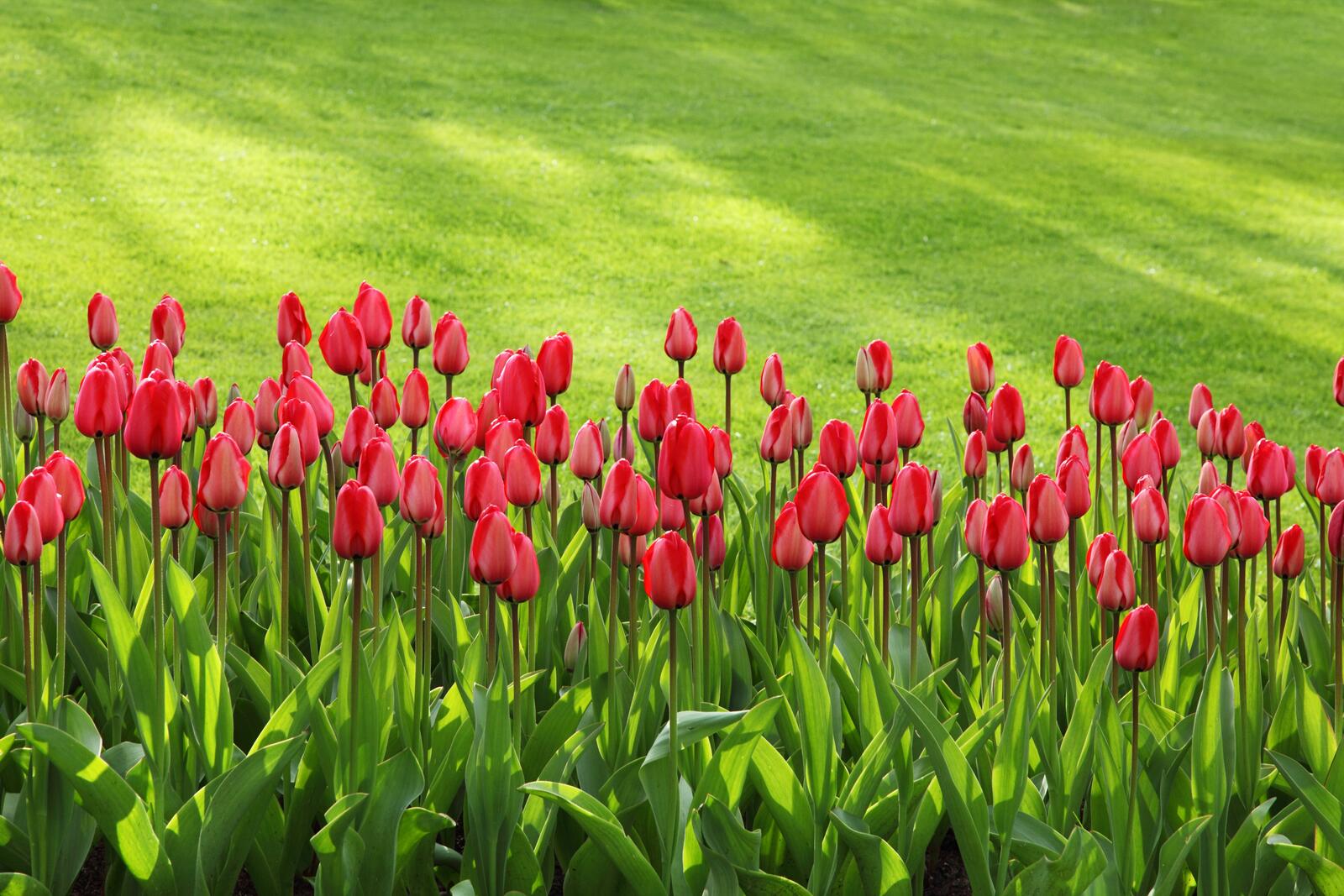 Free photo A bed of red tulips.
