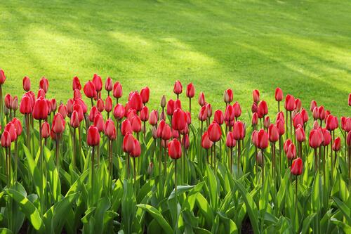 A bed of red tulips.