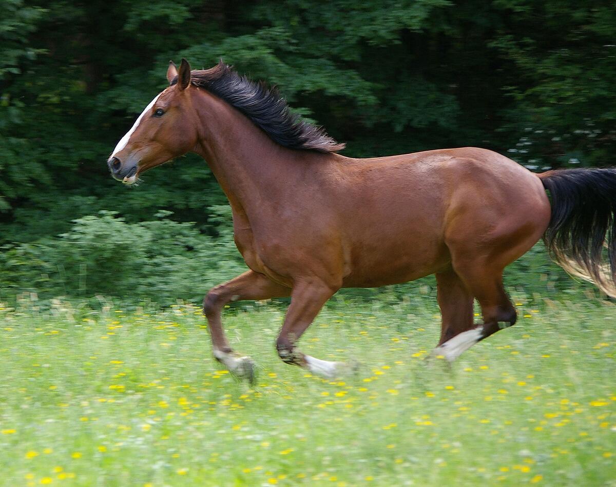 A brown horse with a black mane running through a meadow feels free
