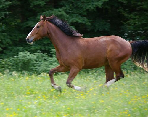 A brown horse with a black mane running through a meadow feels free