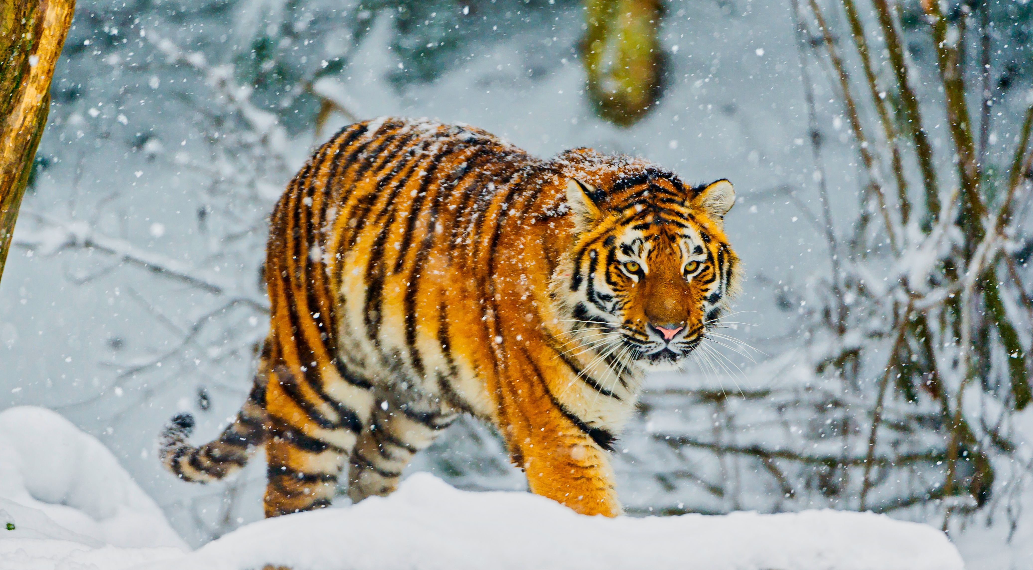 一只西伯利亚虎在大雪纷飞的森林中散步
