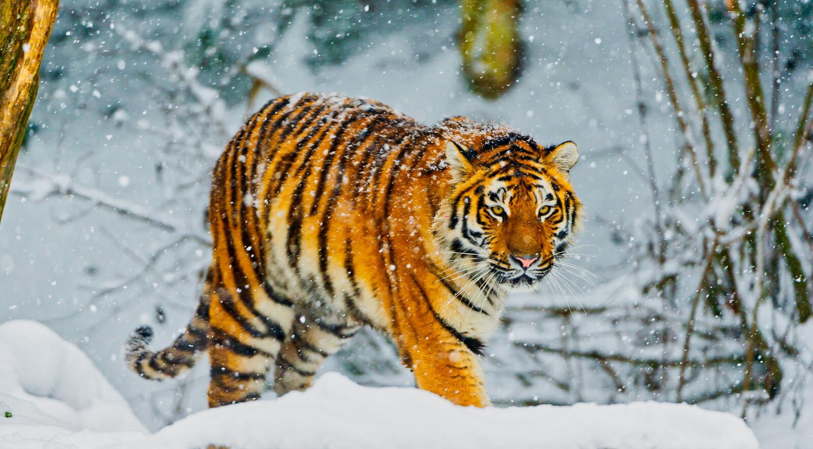 Бесплатное фото Сибирский тигр гуляет в лесу во время снегопада