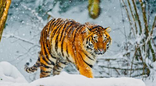 Сибирский тигр гуляет в лесу во время снегопада
