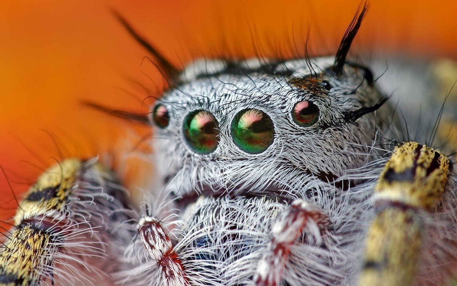 Free photo Eye spider