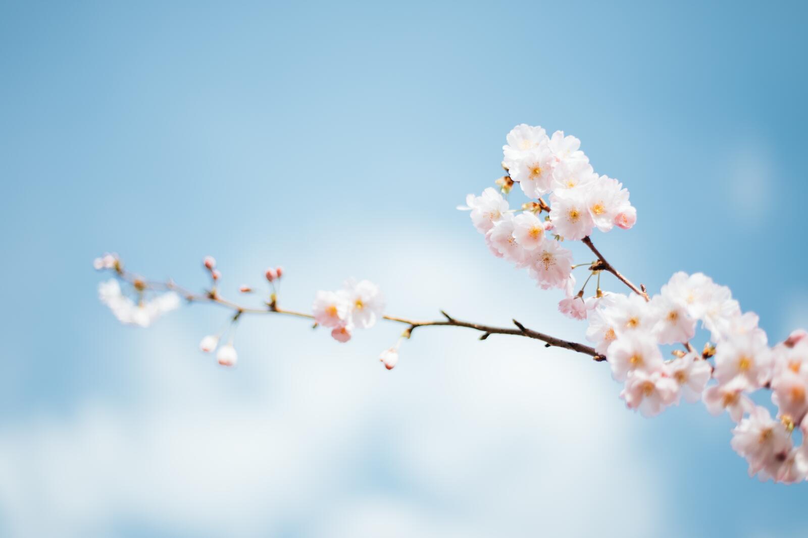 Free photo Pink flowers on a thin twig wallpaper