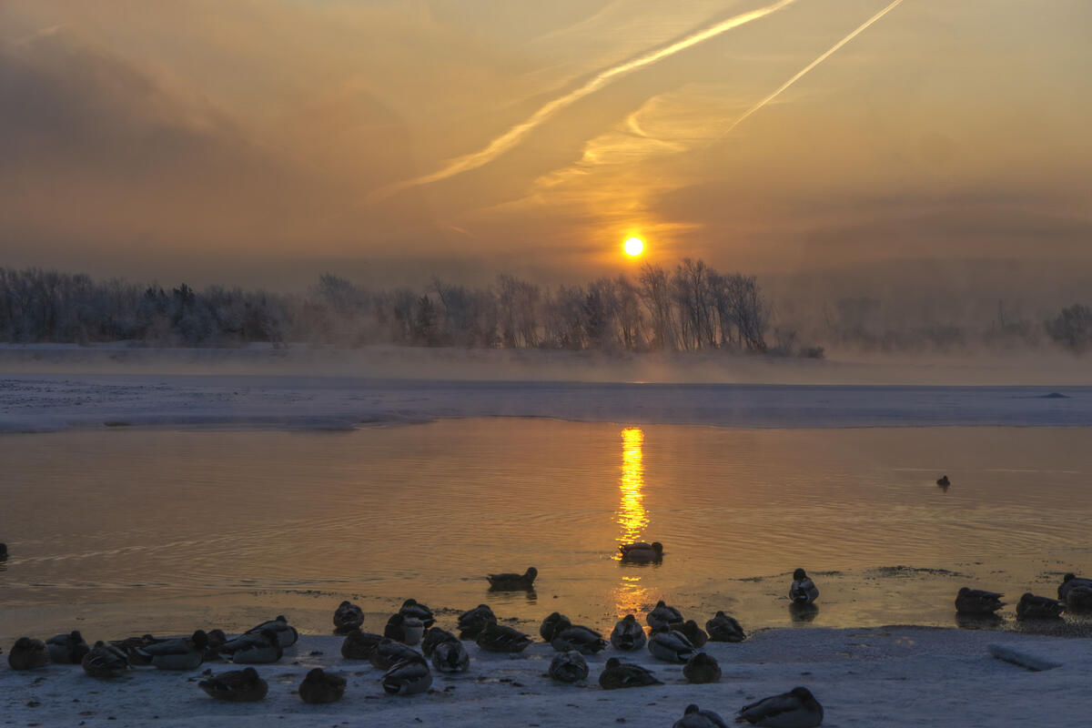 Ducks resting on the bank of the winter river Yenisei