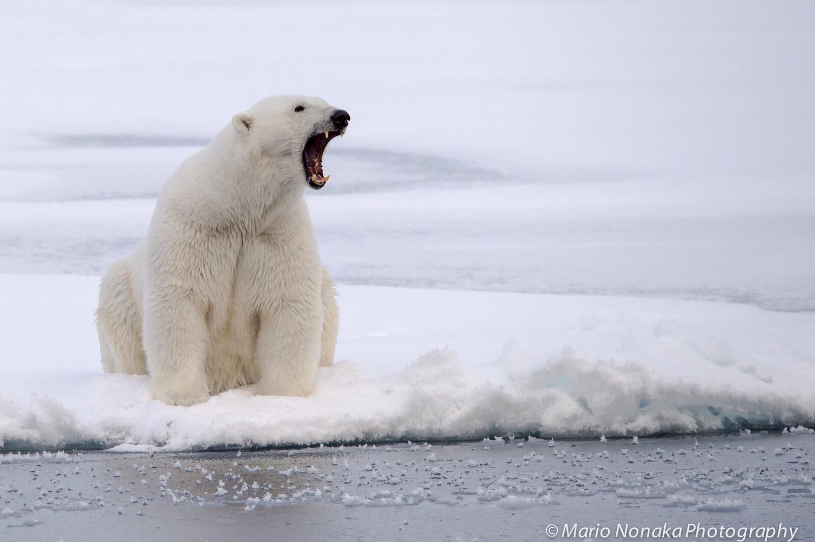 Бесплатное фото Белый медведь в Антарктике