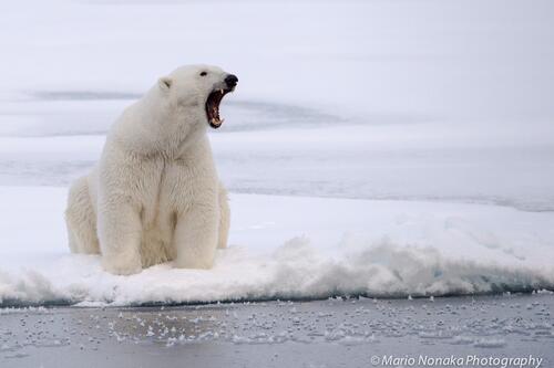 Polar bear in Antarctica
